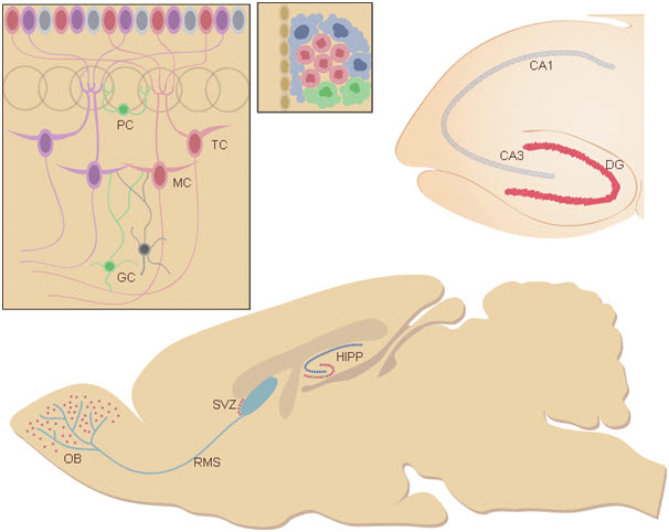 neuro.jpg